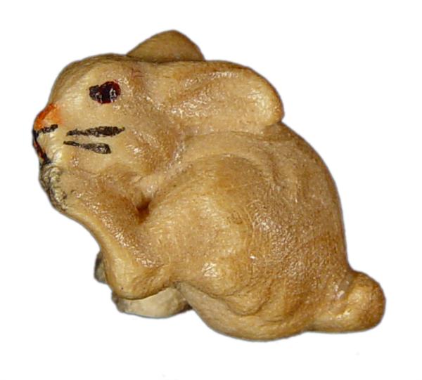 Hasenjunge kratzend Hasenjunge kratzend