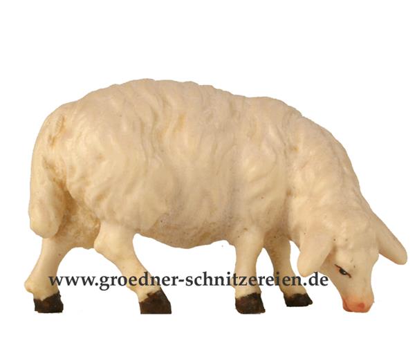 Schaf grasend Schaf grasend