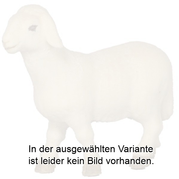 Schaf stehend Schaf stehend