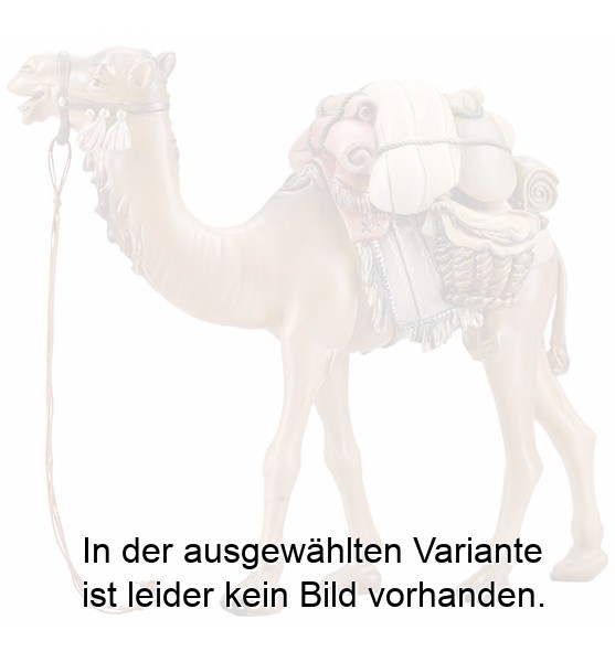IN Kamel mit Gepäck