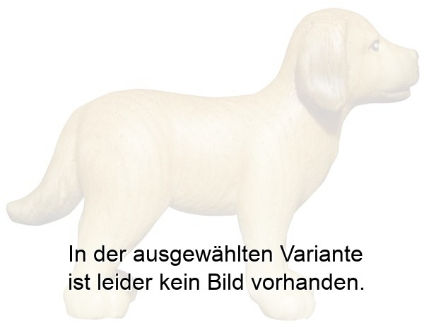 Hund Labrador Hund Labrador