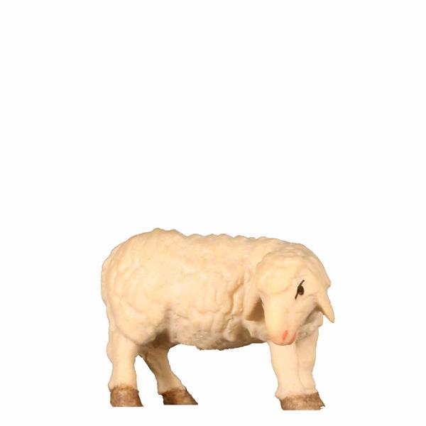 Schaf äsend Kopf rechts Schaf äsend Kopf rechts