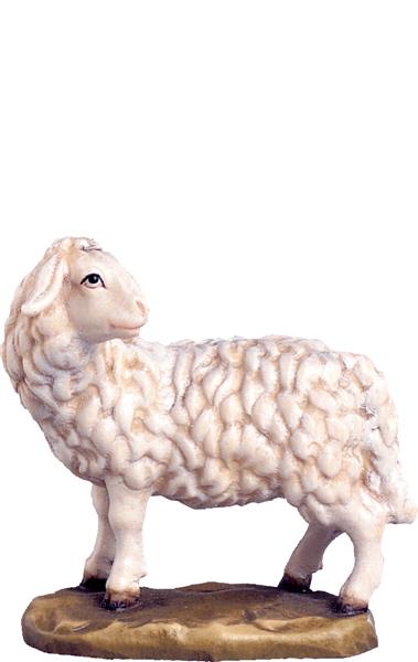 Schaf schauend Schaf schauend