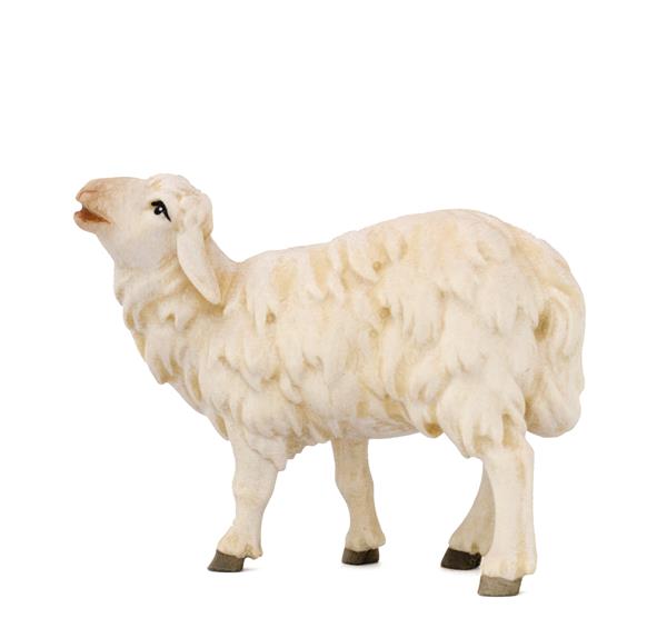 Schaf neu stehend Schaf neu stehend