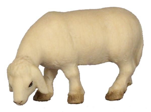 Schaf äsend Schaf äsend