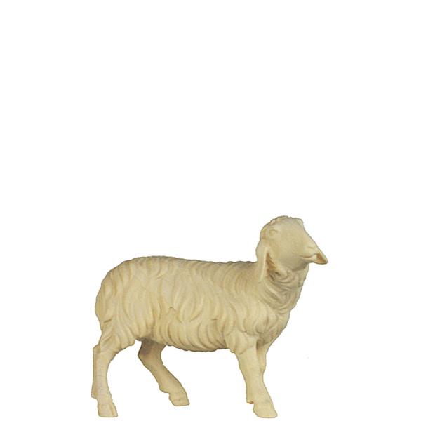 Schaf rechtsschauend