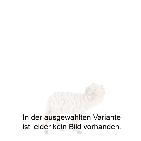 Widder Widder