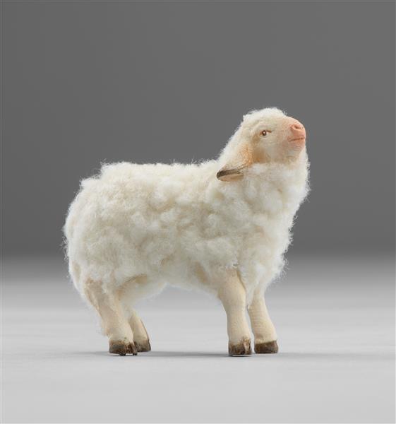 Lamm mit Wolle