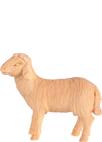 Schaf gehend Schaf gehend