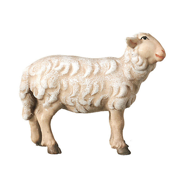 Schaf stehend rechtschauend Schaf stehend rechtschauend