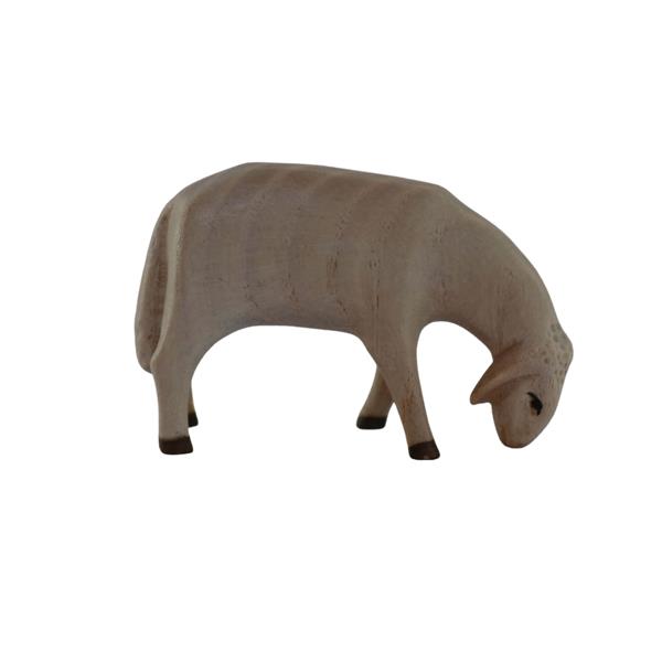 Schaf grasend Schaf grasend