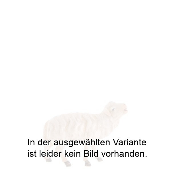 Schaf blöckend Schaf blöckend