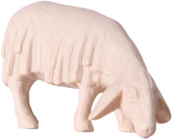 Schaf grasend Schaf grasend