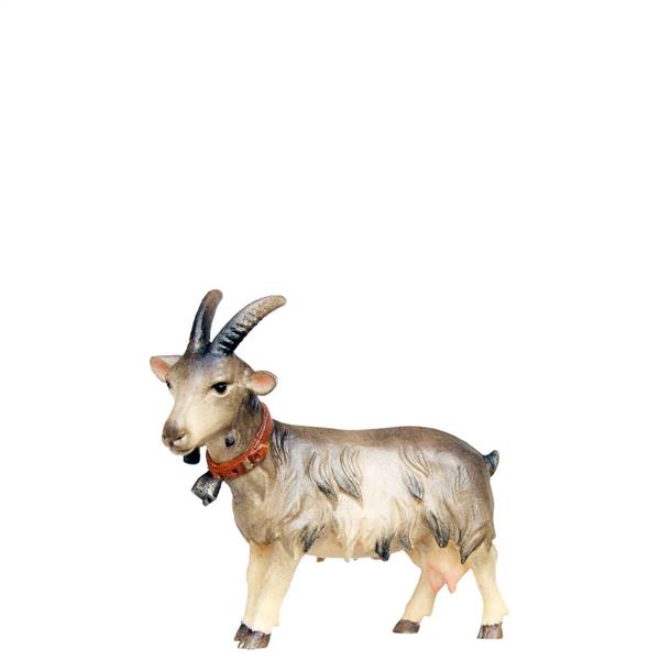 Ziege schauend Ziege schauend