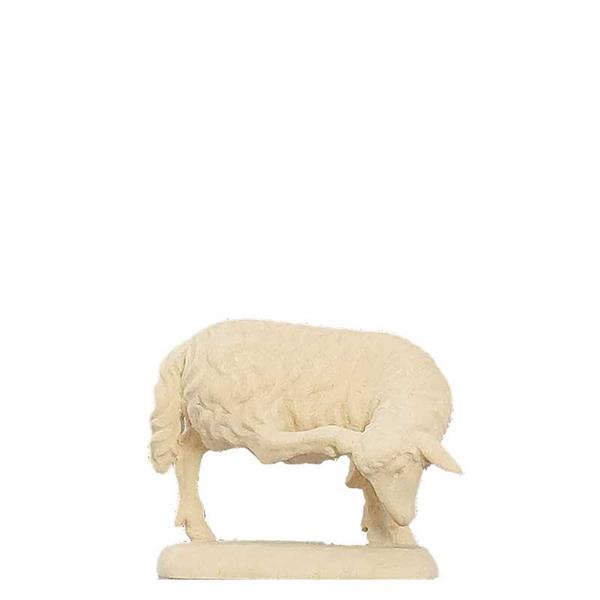 Schaf mit Bein am Kopf