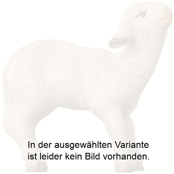 Lamm modern