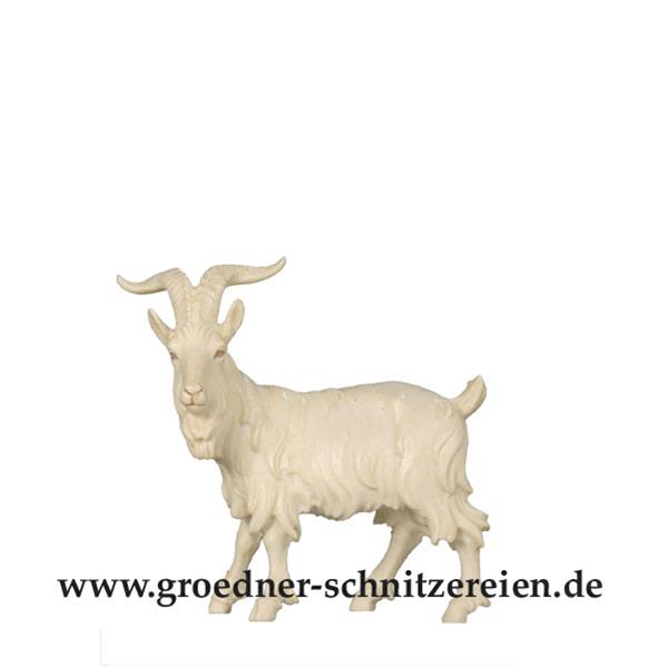 Ziegenbock stehend