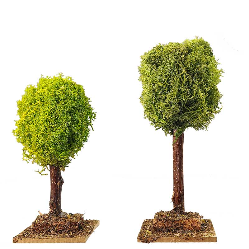 Flechtenbaum Flechtenbaum