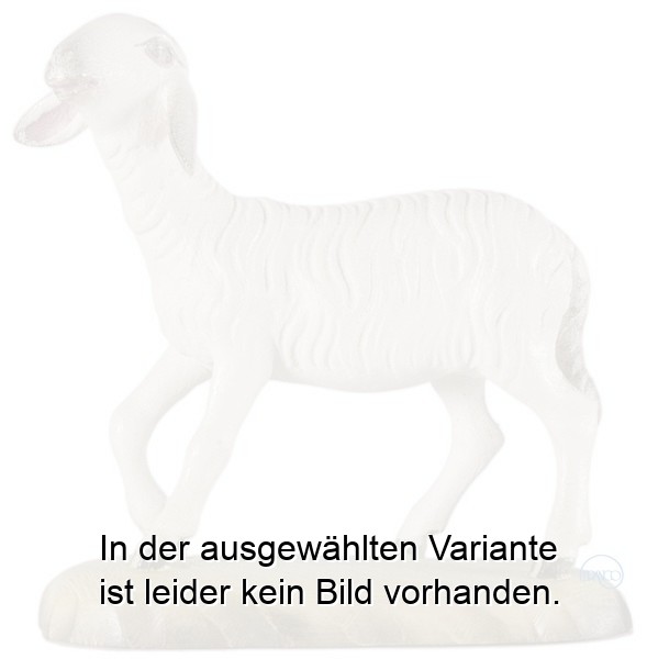Schaf groß