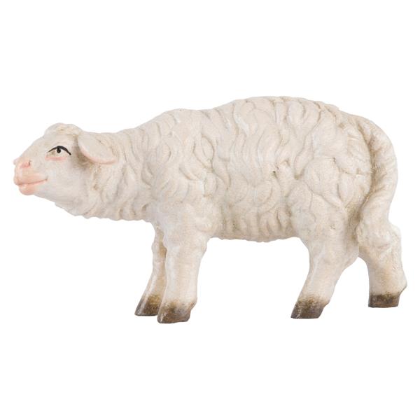 Schaf schauend