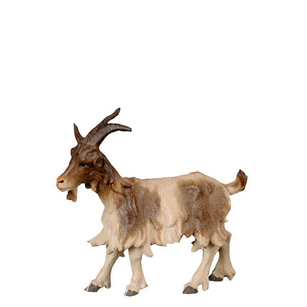 Ziege stehend Ziege stehend