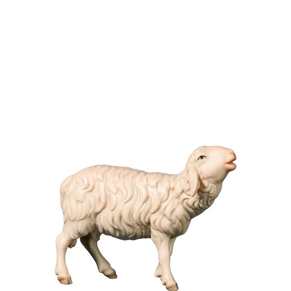 Schaf blökend Schaf blökend