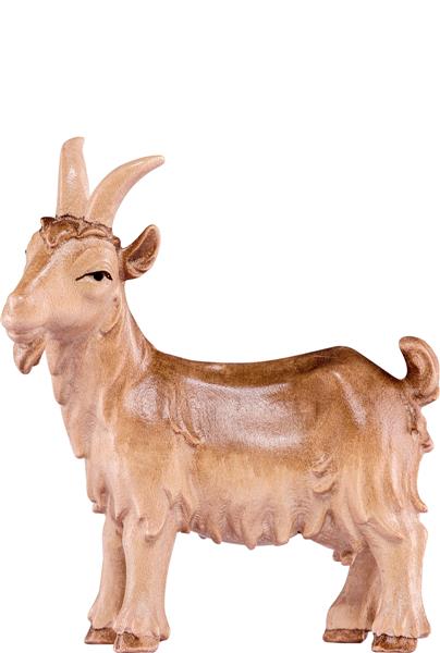 Ziege Artis Ziege Artis