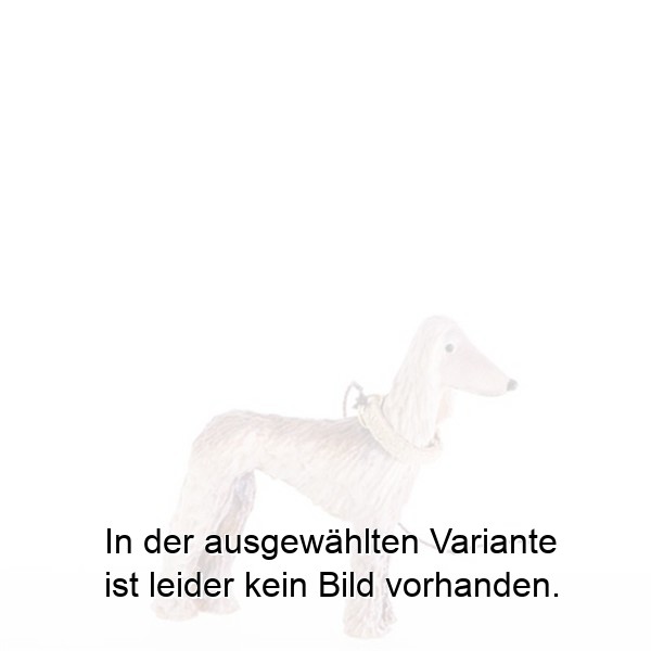 Afghanischer Windhund Afghanischer Windhund