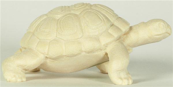 Landschildkröte Landschildkröte