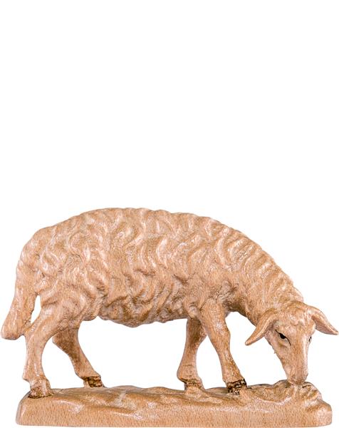 Schaf grasend Schaf grasend