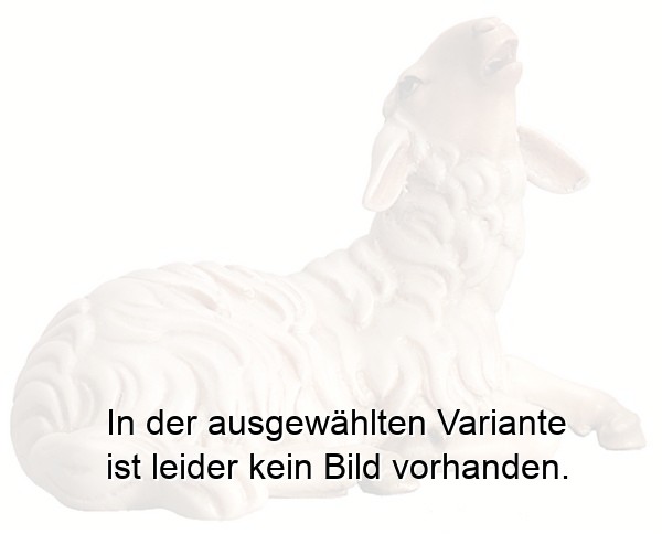 Schaf liegend und blökend Schaf liegend und blökend