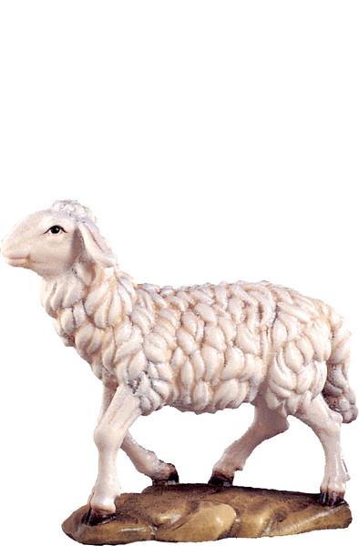 Schaf gehend Schaf gehend