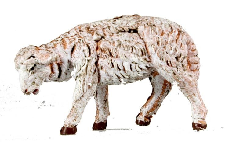 Schaf äsend Schaf äsend