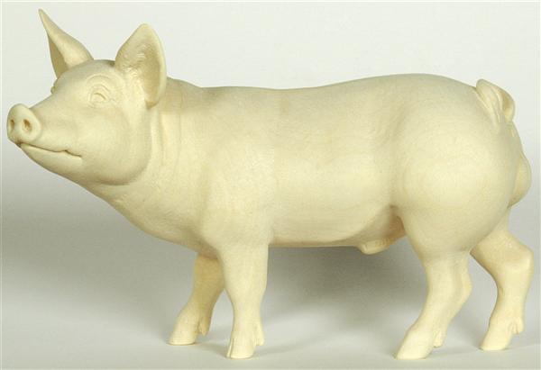 Eber - Schwein