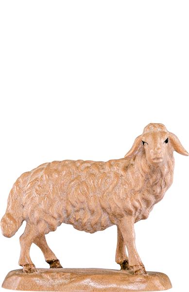 Schaf stehend Schaf stehend