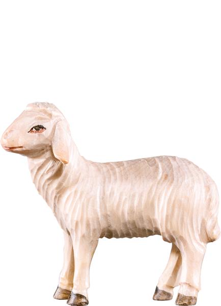 Schaf gehend Schaf gehend