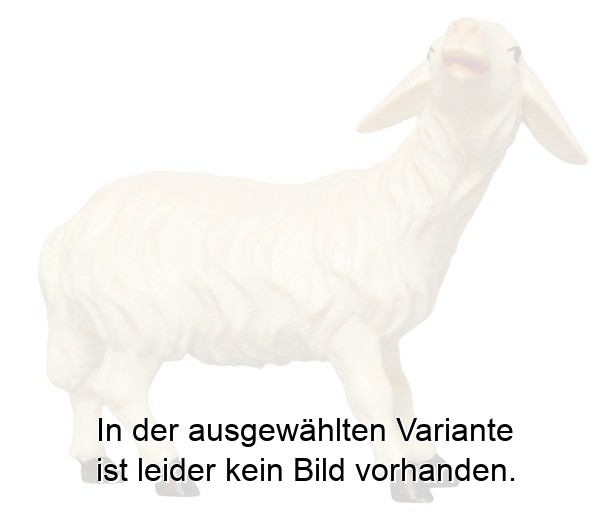 Schaf blöckend Schaf blöckend