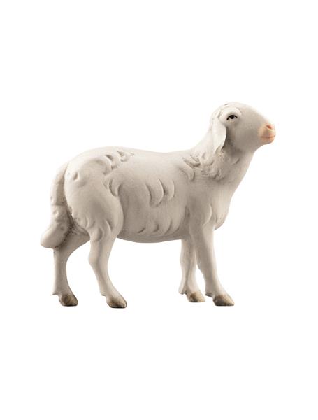 LI Schaf rechtsschauend LI Schaf rechtsschauend