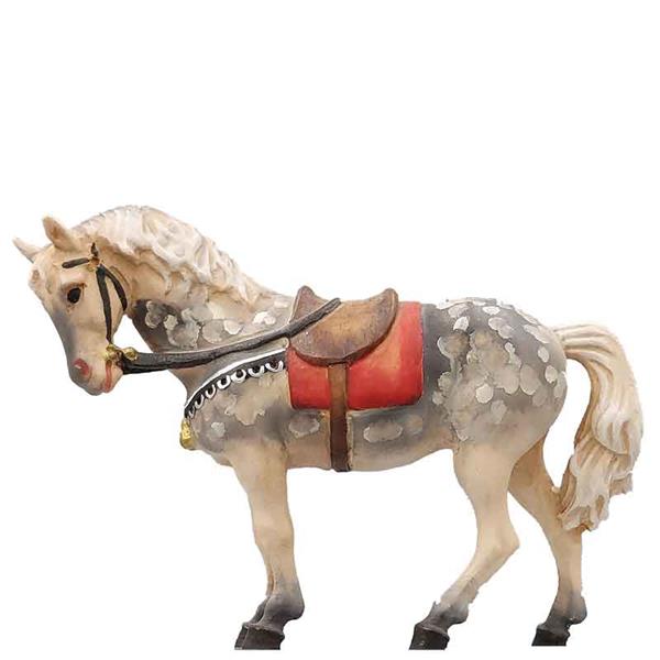Pferd Apfelschimmel Pferd Apfelschimmel