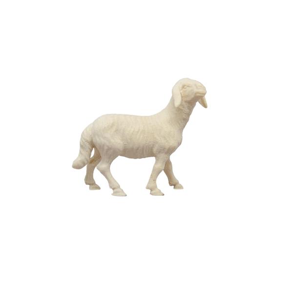 Schaf stehend Schaf stehend