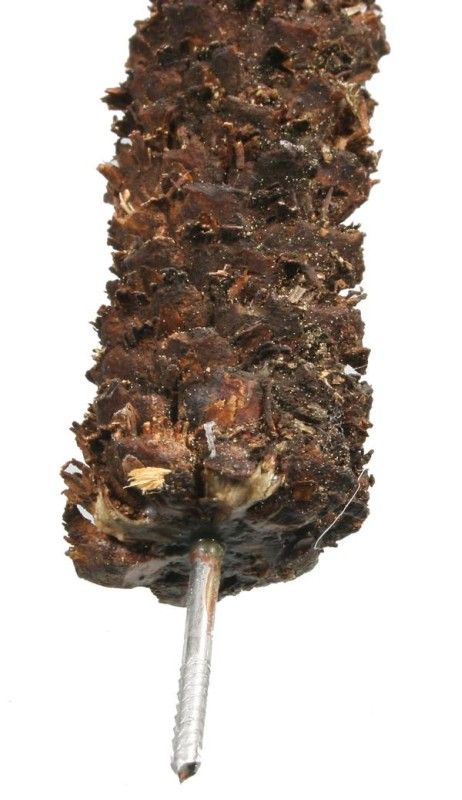 Palme Palme