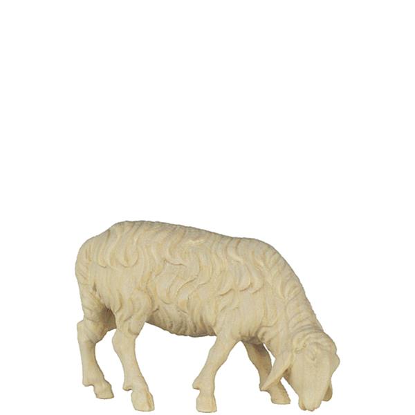 Schaf grasend rechts