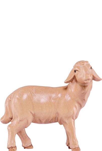 Schaf stehend Artis Schaf stehend Artis