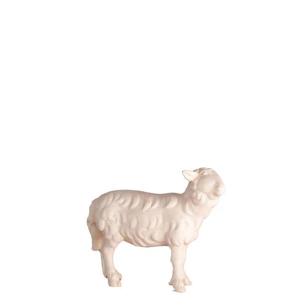 Schaf stehend rechtschauend Schaf stehend rechtschauend