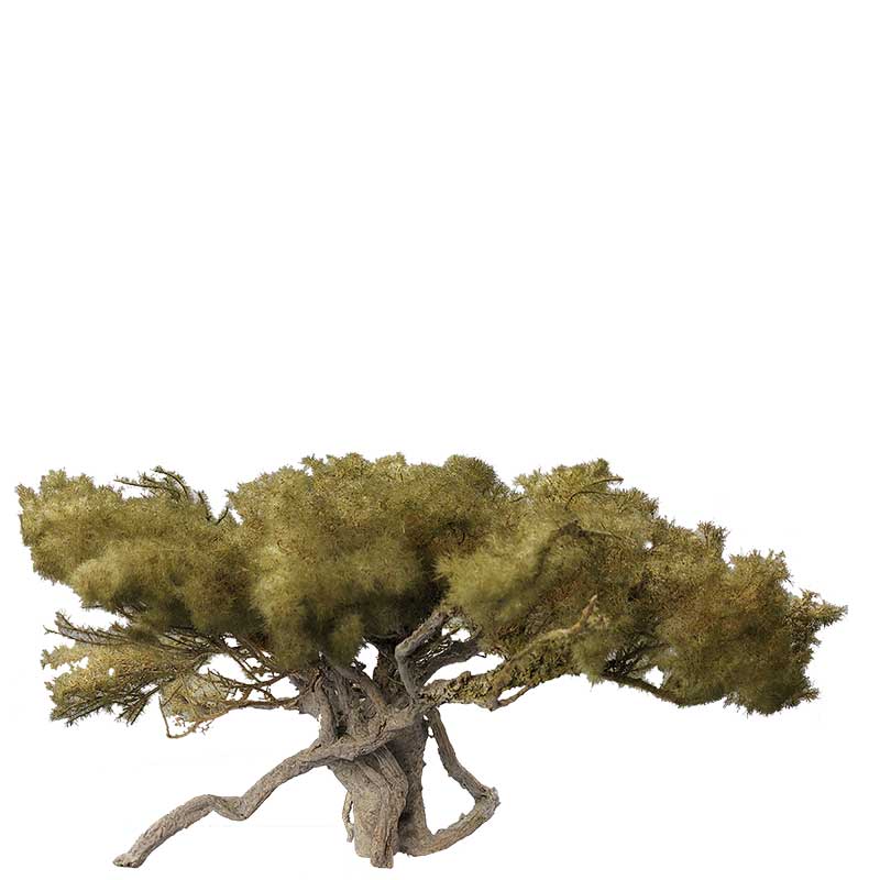 Olivenbaum hell Olivenbaum hell