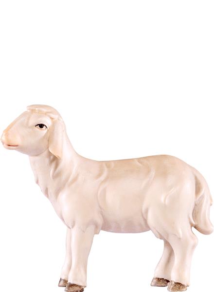 Schaf gehend Artis Schaf gehend Artis