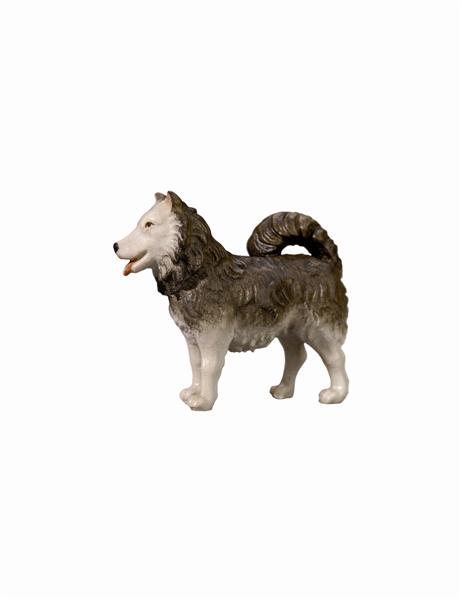 Hund Spitz Hund Spitz