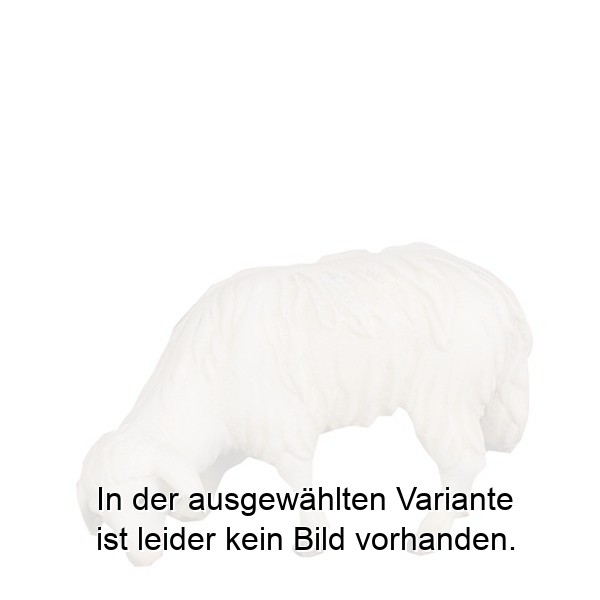 Schaf grasend Schaf grasend