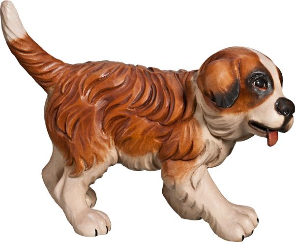 Bernhardiner Welpe Bernhardiner Welpe