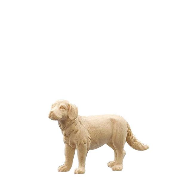 Golden Redriver Golden Redriver